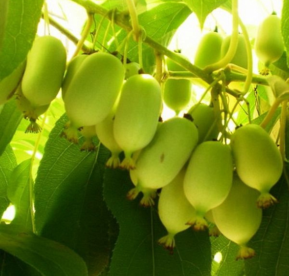 Актинидия Коломикта 'Сорока'